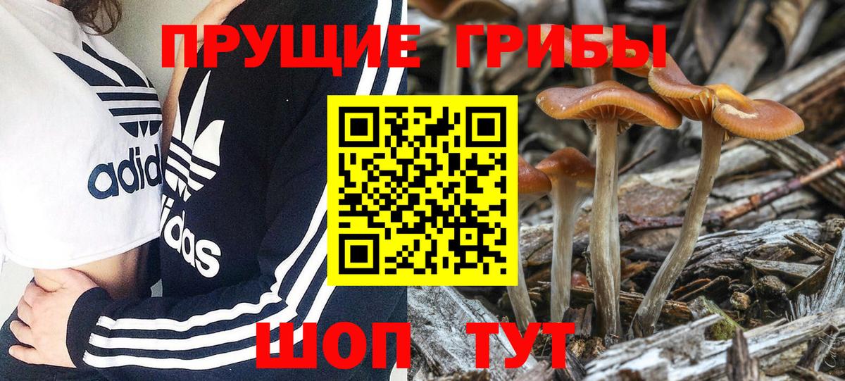 Псилоцибиновые грибы GOLDEN TEACHER  купить  цена  Гусь-Хрустальный  Вход с VPN 